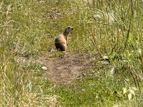 Red-cheeked Ground Squirrel