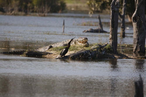 iNaturalist image