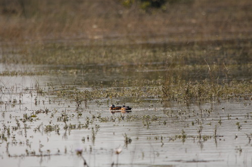iNaturalist: (c) afivewave, some rights reserved (CC BY-NC) iNaturalist image