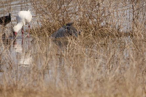 iNaturalist image