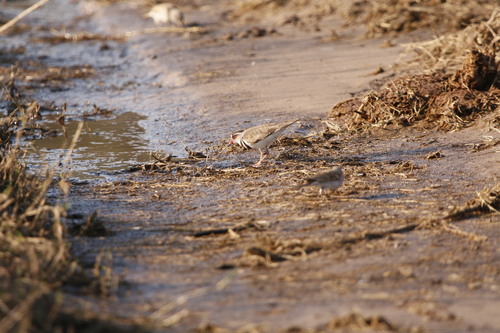 iNaturalist image