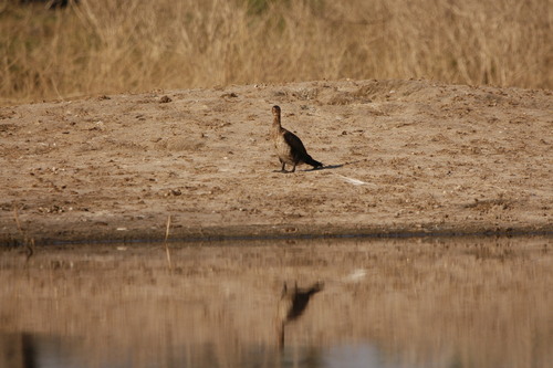 iNaturalist: (c) afivewave, some rights reserved (CC BY-NC) iNaturalist image