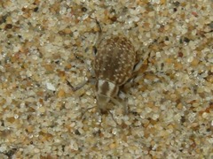 Philopedon plagiatum