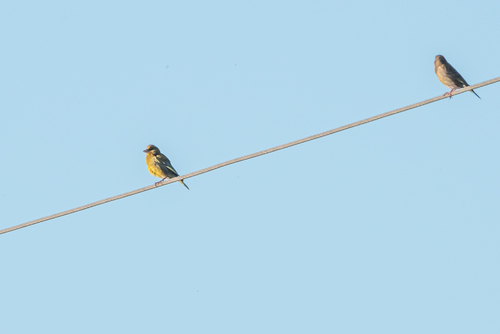 European Greenfinch