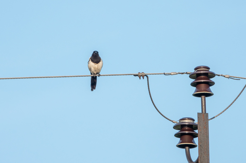 Eurasian Magpie