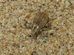 Philopedon plagiatum