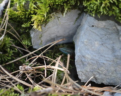 Algyroides nigropunctatus