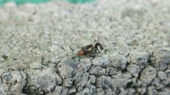 Cerastipsocus trifasciatus