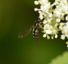 Dasysyrphus venustus