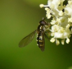 Dasysyrphus venustus