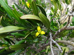 Cneorum tricoccon