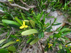 Cneorum tricoccon