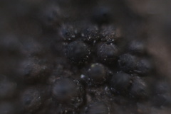 Fungi