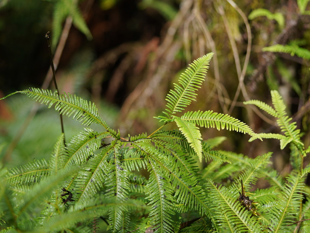 Spreading Fan-fern from Sherbrooke Forest, Kallista VIC, Australia on ...