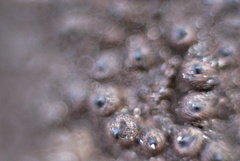 Fungi