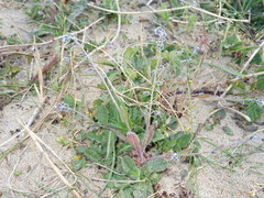 Myosotis ramosissima