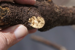 Fungi