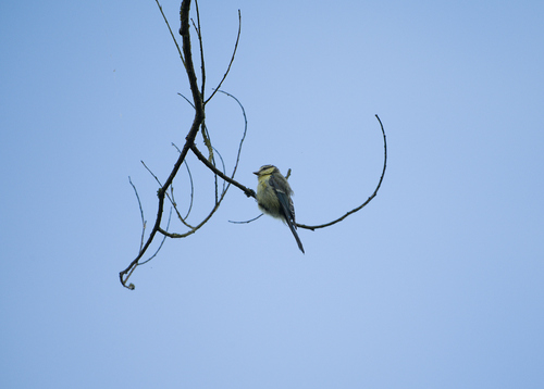 Mésange bleue, jeune