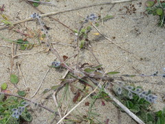 Myosotis ramosissima