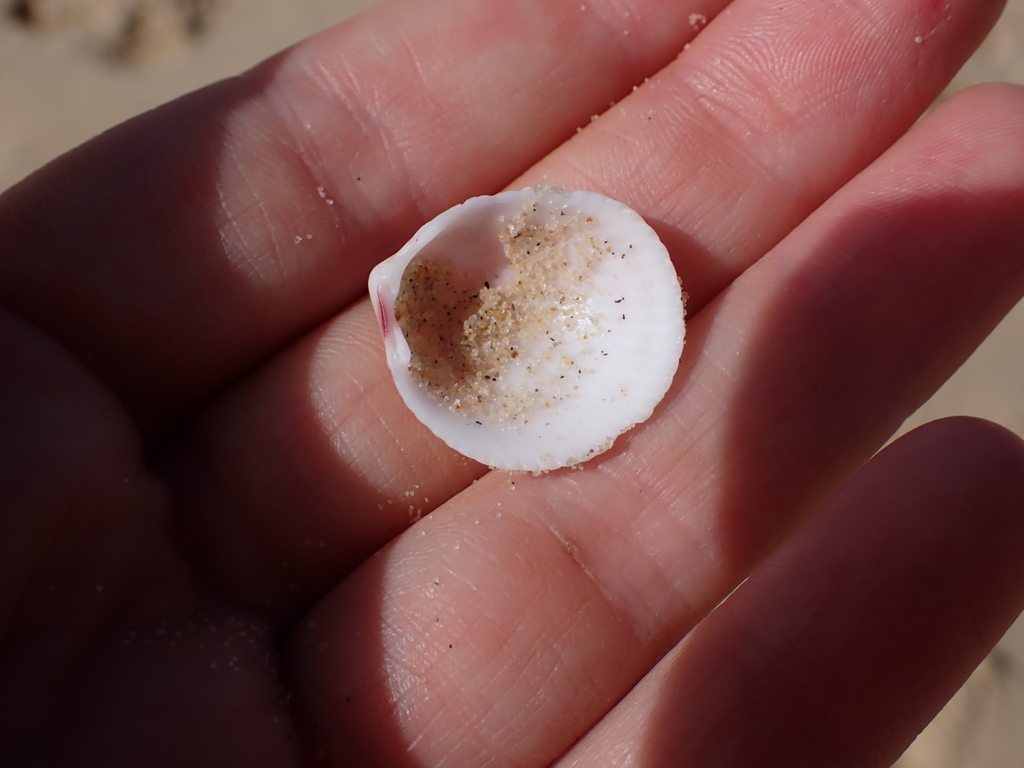 Acrosterigma kerslakae