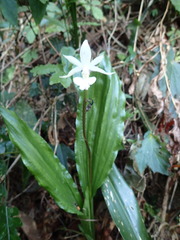Calanthe arisanensis