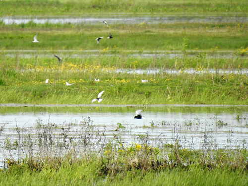 iNaturalist: (c) cerera1, some rights reserved (CC BY-NC) iNaturalist image