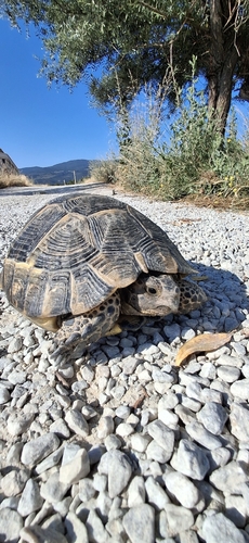 Greek Tortoise