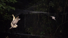 Artibeus obscurus