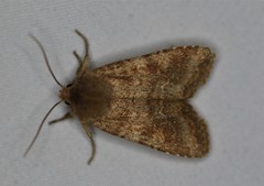 Lithophane semiusta