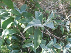 Buddleja davidii