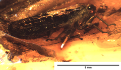 Bathysmatophorinae