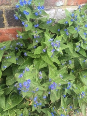 Pentaglottis sempervirens