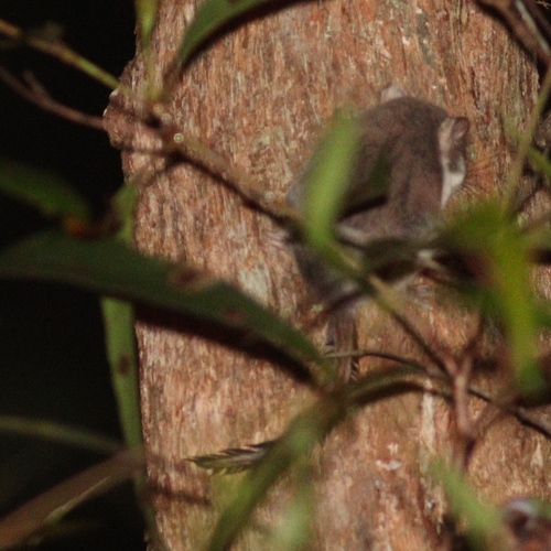 Broad-toed Feather-tailed Glider