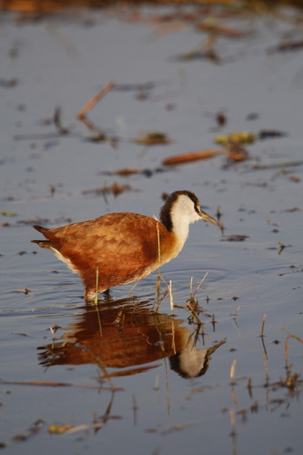 iNaturalist image