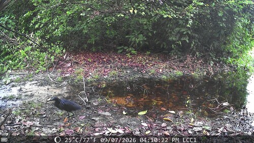 iNaturalist: (c) Muhammad Jalo, some rights reserved (CC BY-NC), uploaded by Muhammad Jalo iNaturalist image