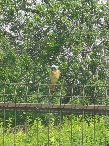 Common Redstart