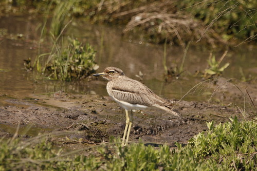 iNaturalist image