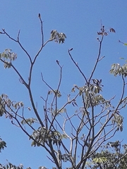 Pseudobombax munguba