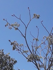 Pseudobombax munguba