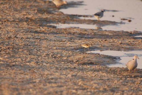 iNaturalist image