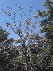 Pseudobombax munguba