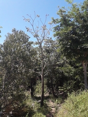 Pseudobombax munguba