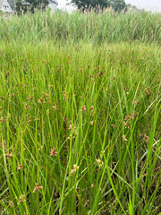 Bolboschoenus robustus, photograph (c) Bryan Connolly, some rights reserved (CC BY)