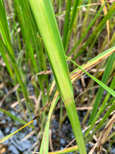 Bolboschoenus robustus, photograph 6