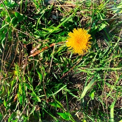 Taraxacum officinale