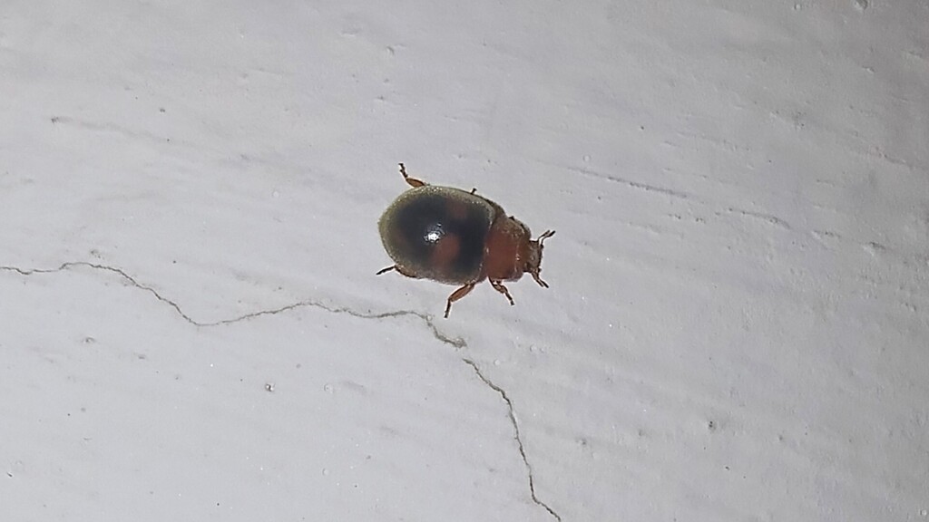 Sumnius vestitus