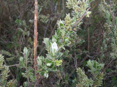 Salix repens