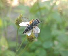 Synocoelioxys
