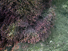 Amphiroa