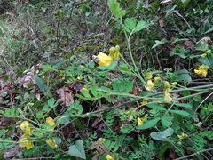 Hippocrepis emerus